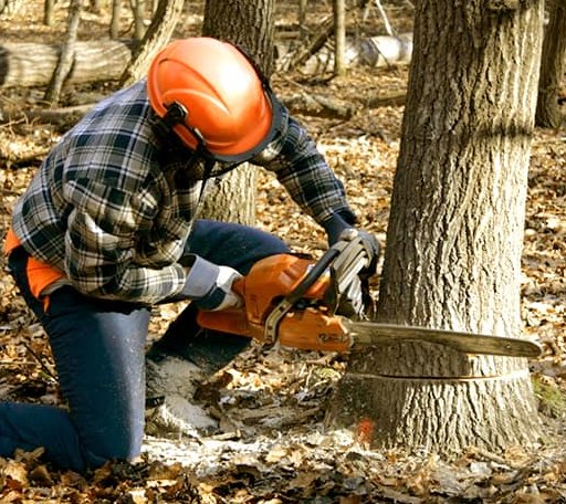 Tree Removal in Buffalo, SD